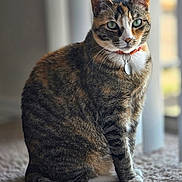 Frankie joined the competition — help win amazing prizes! animal, carpet, cat, collar, cute, domestic_animal, feline, fur, green_eyes, indoor, paw, pet, portrait, sitting, soft_light, tabby_cat, tag, tail, whiskers, window_light