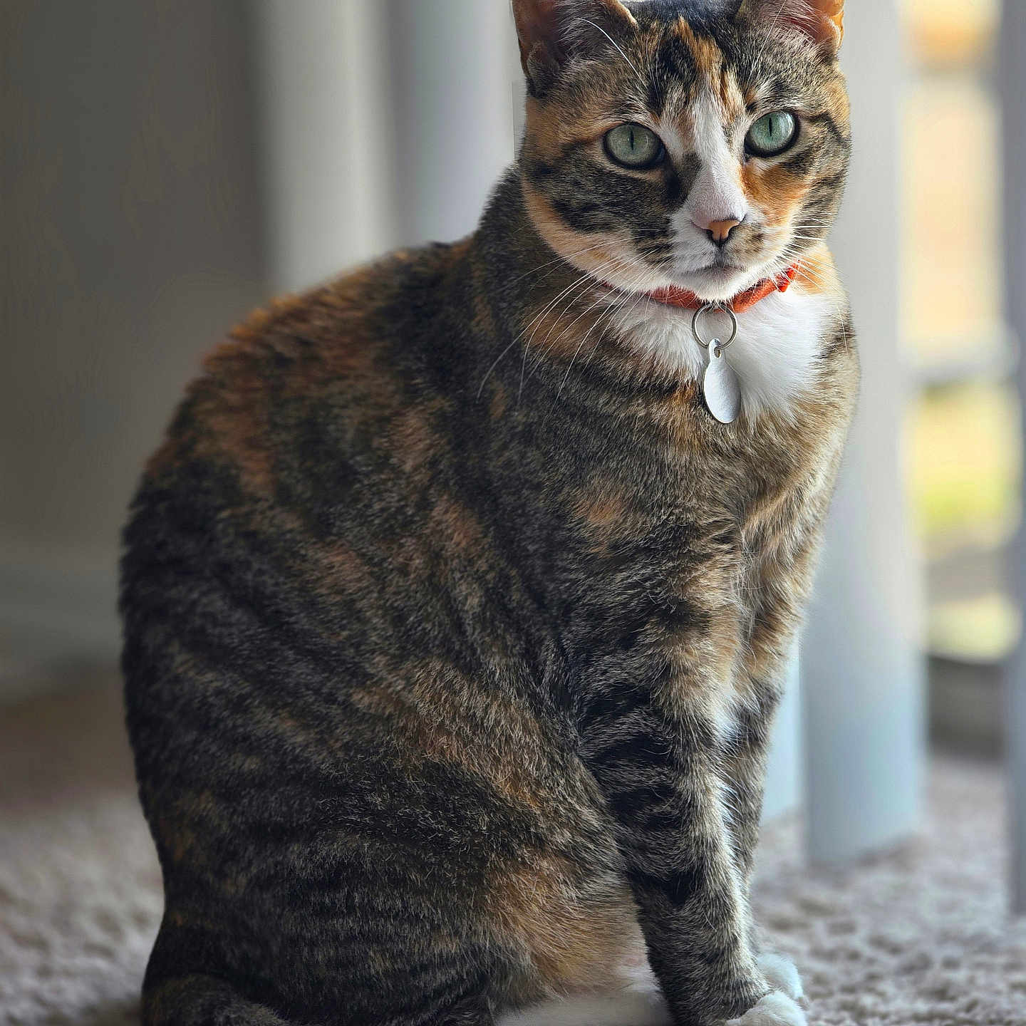 Frankie joined the competition — help win amazing prizes! animal, carpet, cat, collar, cute, domestic_animal, feline, fur, green_eyes, indoor, paw, pet, portrait, sitting, soft_light, tabby_cat, tag, tail, whiskers, window_light