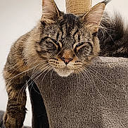 Api a rejoint le concours — aidez-le/la à gagner de superbes lots ! animal, cat, cat_tree, closeup, cozy, domestic_cat, ears, feline, fur, gray, indoor, lounging, paw, pet, relaxed, resting, scratching_post, sleepy, tabby, whiskers