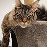 animal, cat, cat_tree, closeup, cozy, domestic_cat, ears, feline, fur, gray, indoor, lounging, paw, pet, relaxed, resting, scratching_post, sleepy, tabby, whiskers