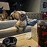 Max joined the competition — help win amazing prizes! cat, tabby_cat, chair, couch, blanket, pillow, remote_control, tissue_box, coffee_table, bowl, cup, living_room, indoor, furniture, plaid, decor, pet, curious, relaxed, dim_lighting