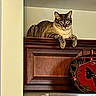 cat, tabby_cat, wooden_cabinet, kitchen, refrigerator, magnet, sarcasm_sign, indoor, pet, animal, feline, resting, perched, domestic, cozy, home_interior, decor, casual, relaxed, cute