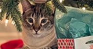Max joined the competition — help win amazing prizes! cat, christmas_tree, christmas_lights, ornament, gift, gift_bag, plaid, holiday, festive, decorations, pine_needles, indoor, pet, animal, cute, feline, wrapped_presents, red, green, tissue_paper