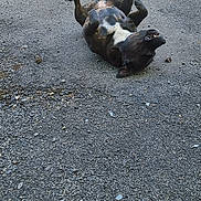 Tokio participe au concours pour gagner de l'argent avec cette photo : dog, black_dog, asphalt, playful, rolling, outdoor, daylight, fence, concrete_wall, teeth, belly_up, urban, pet, canine, ground, relaxing, happy, animal, nature, sidewalk