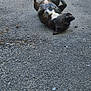dog, black_dog, asphalt, playful, rolling, outdoor, daylight, fence, concrete_wall, teeth, belly_up, urban, pet, canine, ground, relaxing, happy, animal, nature, sidewalk