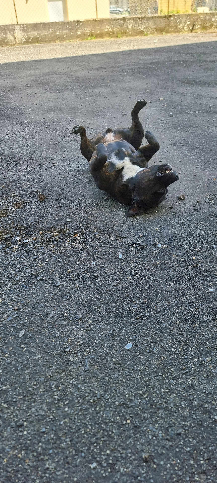 Tokio participe au concours pour gagner de l'argent avec cette photo : dog, black_dog, asphalt, playful, rolling, outdoor, daylight, fence, concrete_wall, teeth, belly_up, urban, pet, canine, ground, relaxing, happy, animal, nature, sidewalk
