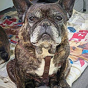 Nuts participe au concours pour gagner de l'argent avec cette photo : dog, french_bulldog, brindle, pet, animal, sitting, blanket, floor, indoor, boots, chair, fur, ears, face, leash, canine, paw, looking, companion, cute
