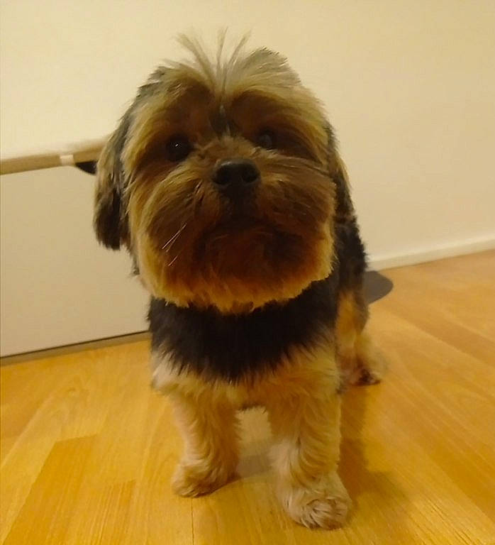 Sooky participe au concours pour gagner de l'argent avec cette photo : canidae, carnivore, companion_dog, dog, dog_breed, dog_supply, fawn, flooring, fur, hardwood, laminate_flooring, liver, small_terrier, snout, sporting_group, terrier, toy_dog, wood, wood_flooring, working_animal