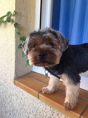 Sooky participe au concours pour gagner de l'argent avec cette photo : canidae, carnivore, companion_dog, dog, dog_breed, dog_supply, fur, liver, maltepoo, plant, small_terrier, snout, sporting_group, terrier, toy_dog, water_dog, wood, working_animal, working_terrier, yorkipoo