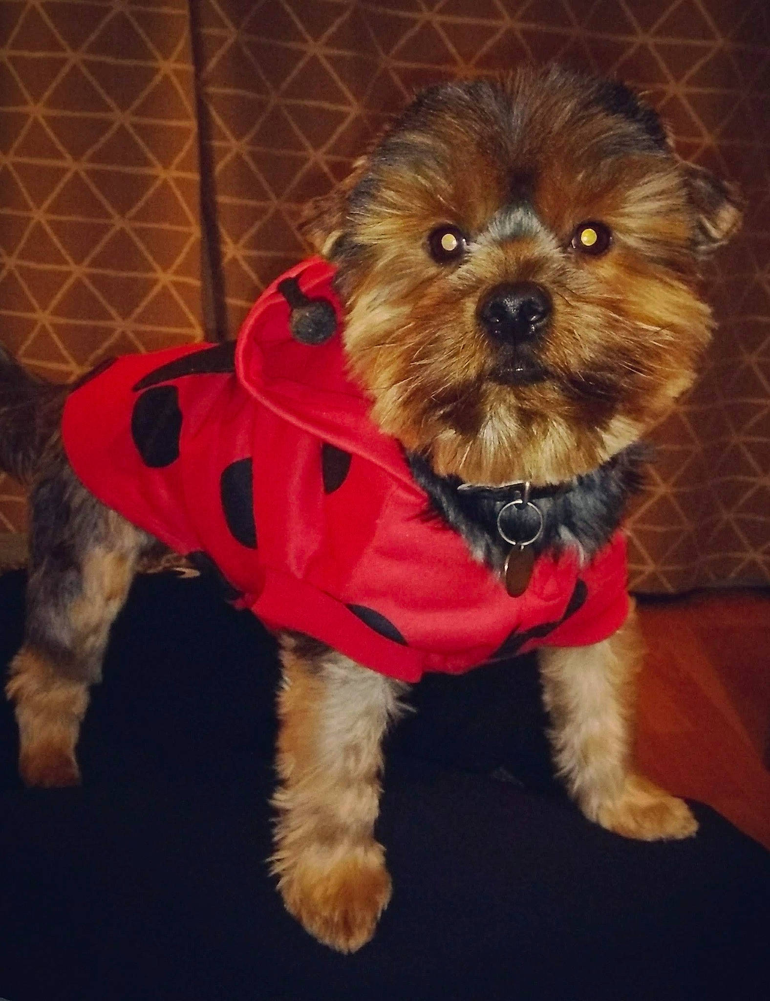 Sooky a rejoint le concours — aidez-le/la à gagner de superbes lots ! canidae, carnivore, collar, companion_dog, dog, dog_breed, dog_clothes, dog_collar, dog_supply, fashion_accessory, fawn, fur, liver, pet_supply, small_terrier, snout, sporting_group, terrier, toy_dog, working_animal