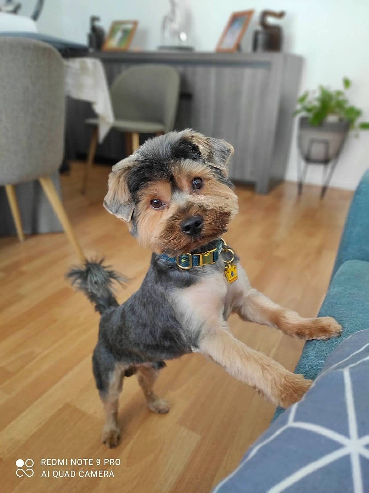 Sooky a rejoint le concours — aidez-le/la à gagner de superbes lots ! carnivore, chair, companion_dog, dog, dog_breed, dog_supply, fawn, floor, flooring, flowerpot, fur, hardwood, houseplant, plant, small_terrier, snout, tail, terrier, toy_dog, wood