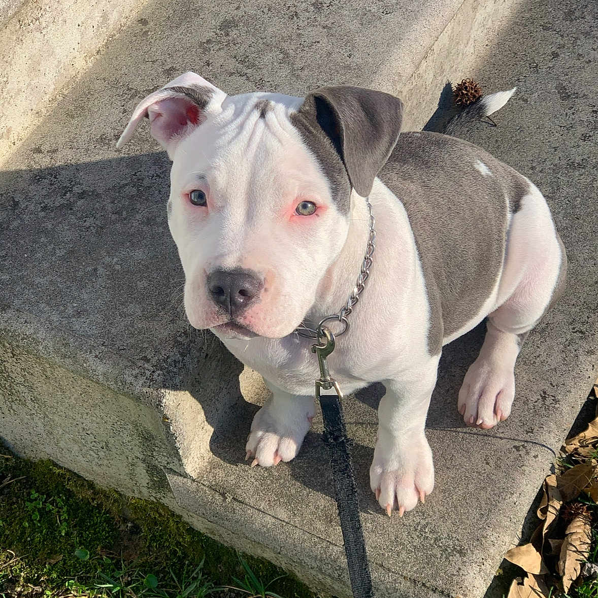 Nola Blu joined the competition — help win amazing prizes! animal, concrete, dog, ears, grass, gray, leaf, leash, nose, outdoor, paws, pet, pine_cone, puppy, shadow, step, sunlight, white, wrinkles, young_dog