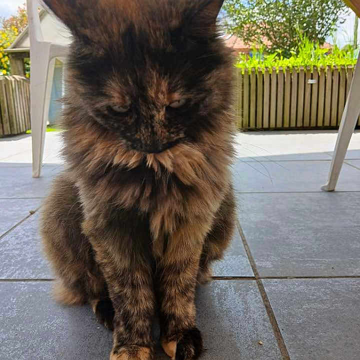 Chatouille participe au concours pour gagner de l'argent avec cette photo : animal, architecture, backyard, building, cat, grass, indoors, interiordesign, jar, manx, nature, outdoors, pet, plant, planter, pottedplant, pottery, vase, wood, yard