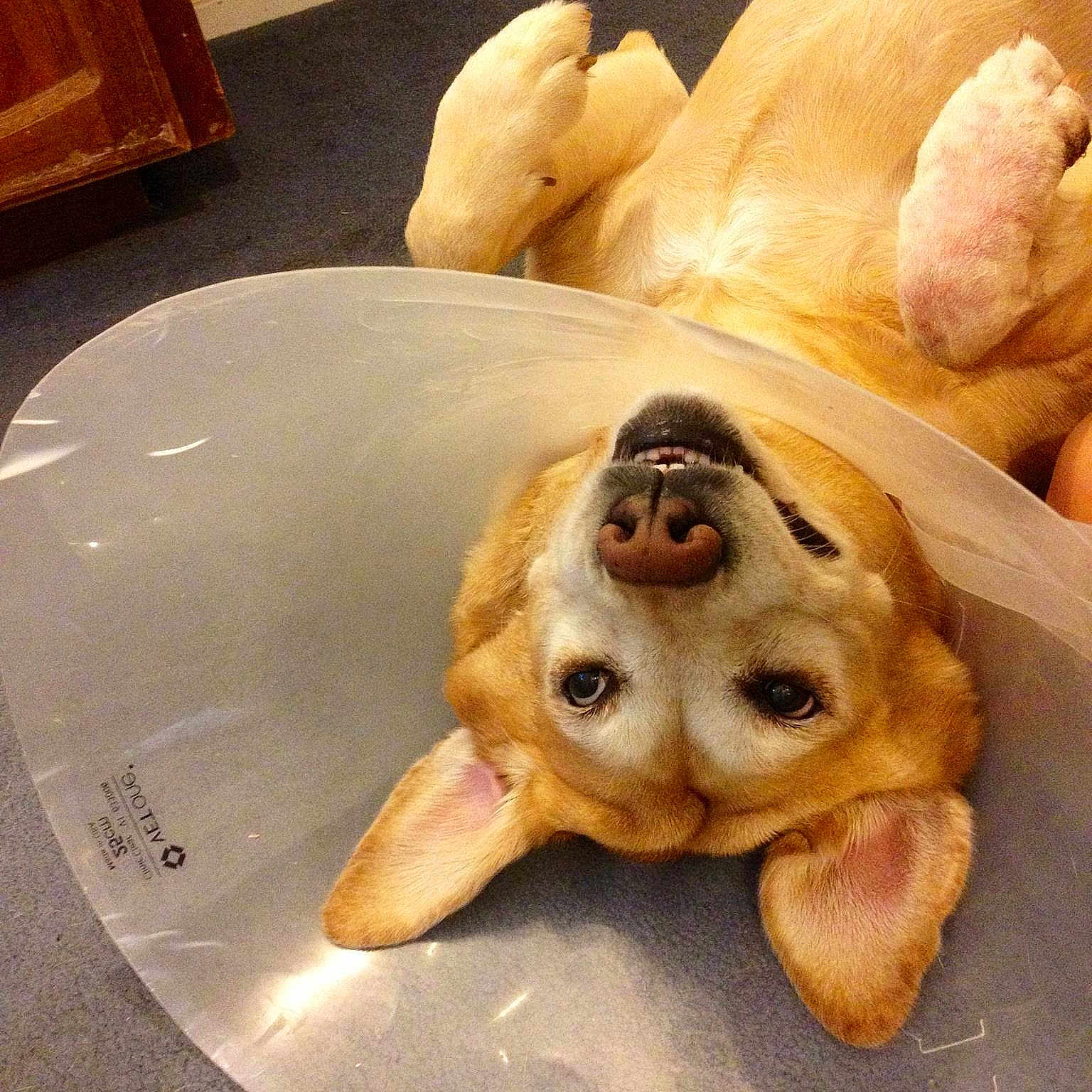 Darcie May Edens is registered to the contest to win money with this photo: