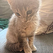 Loki joined the competition — help win amazing prizes! adorable, animal, cat, closeup, cute, domestic, fabric, feline, fur, indoor, kitten, pet, portrait, sitting, small, soft_light, tabby, texture, whiskers, young