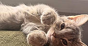 Loki is registered to the contest to win money with this photo: animal, blanket, cat, close_up, cozy, cute, ears, feline, fur, indoor, laying_down, natural_light, paw, pet, relaxed, sleepy, tabby_cat, texture, whiskers, window