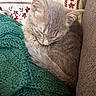 Loki is registered to the contest to win money with this photo: blanket, cat, closeup, cozy, curled_up, cute, floral_pattern, fur, gray_fur, indoor, kitten, knitted, nap, peaceful, pet, pillow, resting, sleeping, small_animal, soft
