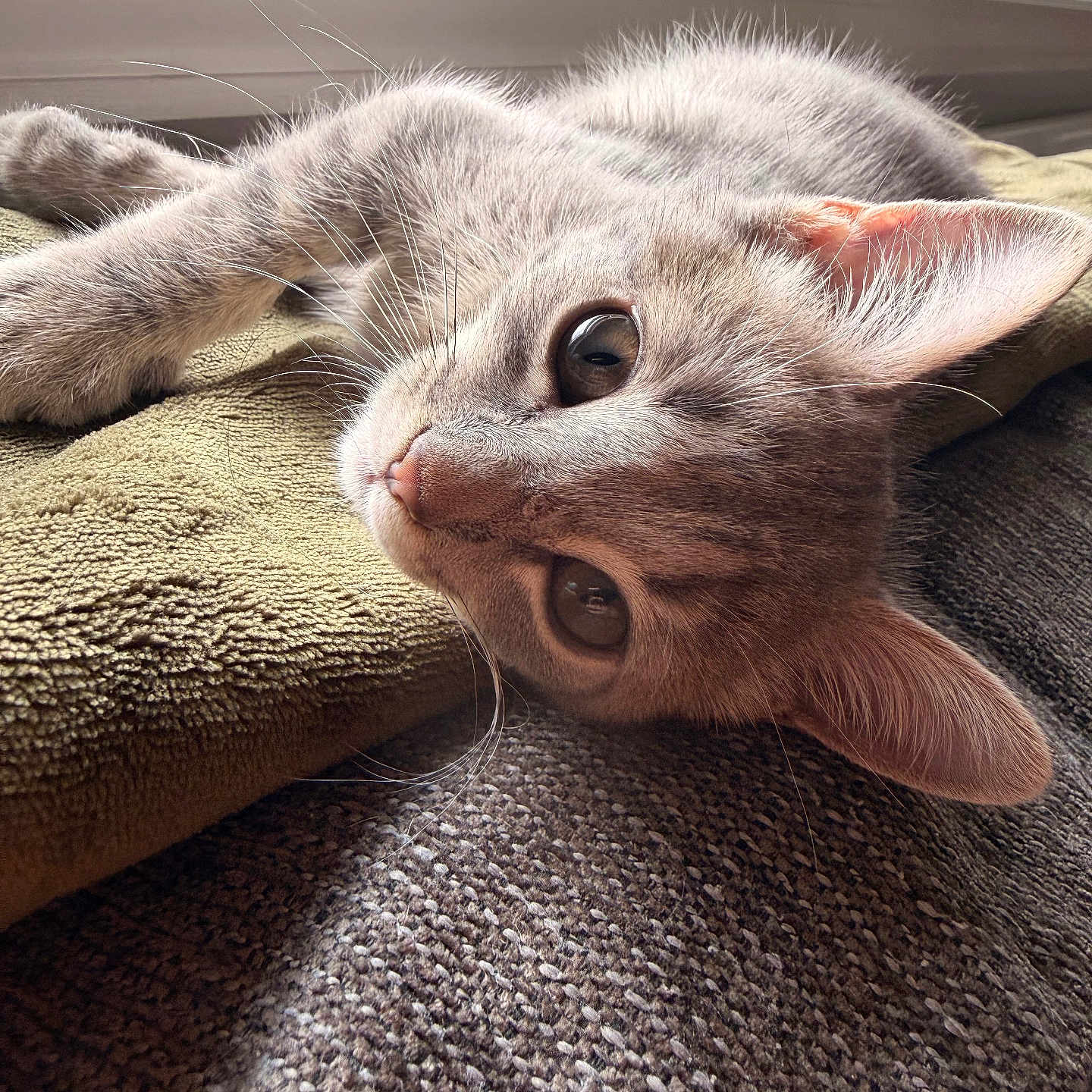 Loki