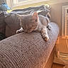 Loki joined the competition — help win amazing prizes! animal, armrest, cat, couch, cozy, cute, domestic_cat, furniture, gray_cat, home, indoor, kitten, pet, relaxing, resting, sleeping, soft_light, sunlight, texture, window