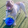 Bandit joined the competition — help win amazing prizes! dog, pet, playing, ball, outdoor, grass, sunlight, shadow, happy, tongue_out, collar, active, animal, canine, summer, daytime, fun, toy, playful, energetic