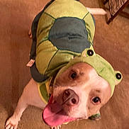 Bandit joined the competition — help win amazing prizes! dog, costume, turtle, pet, animal, carpet, indoor, tongue_out, cute, playful, smiling, brown_and_white, canine, funny, happy, looking_up, clothing, domestic_animal, tail, floor