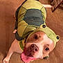 dog, costume, turtle, pet, animal, carpet, indoor, tongue_out, cute, playful, smiling, brown_and_white, canine, funny, happy, looking_up, clothing, domestic_animal, tail, floor