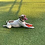 dog, tongue_out, toy, grass, artificial_grass, playful, pet, animal, outdoor, sunlight, shadow, happy, collar, brown_spot, white_fur, lying_down, canine, summer, daylight, resting