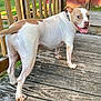 Bandit joined the competition — help win amazing prizes! dog, canine, pet, outdoor, wooden_deck, playful, collar, tongue_out, happy, brown_and_white, animal, summer, yard, railing, wood, nature, mammal, domestic_animal, tongue, ears