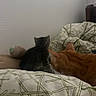 animal, bed, bedding, blanket, cat, cozy, cute, domestic_animal, feline, furniture, gray_cat, home, indoor, kitten, orange_cat, patterned_bedding, pet, relaxed, resting, sleeping_area