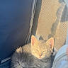 Kayhan a rejoint le concours — aidez-le/la à gagner de superbes lots ! kitten, cat, gray_tabby, sleeping, sunlight, mesh, enclosure, cozy, pet, animal, feline, cute, small, resting, indoor, soft_light, young, fur, peaceful, nap
