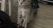 Kayhan participe au concours pour gagner de l'argent avec cette photo : kitten, cat, indoor, wooden_floor, scooter, footrest, curious, playful, furniture, chair, floor, pet, animal, small, young, cute, tongue_out, gray, striped, domestic