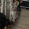 animal, cat, chair, curious, cute, domestic, floor, footrest, furniture, gray, indoor, kitten, pet, playful, scooter, small, striped, tongue_out, wooden_floor, young