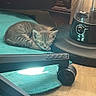 Kayhan participe au concours pour gagner de l'argent avec cette photo : kitten, sleeping, cat, mat, chair, office_chair, floor, fan, wooden_floor, indoor, pet, resting, small_animal, cozy, quiet, domestic, furniture, household, relaxation, cute