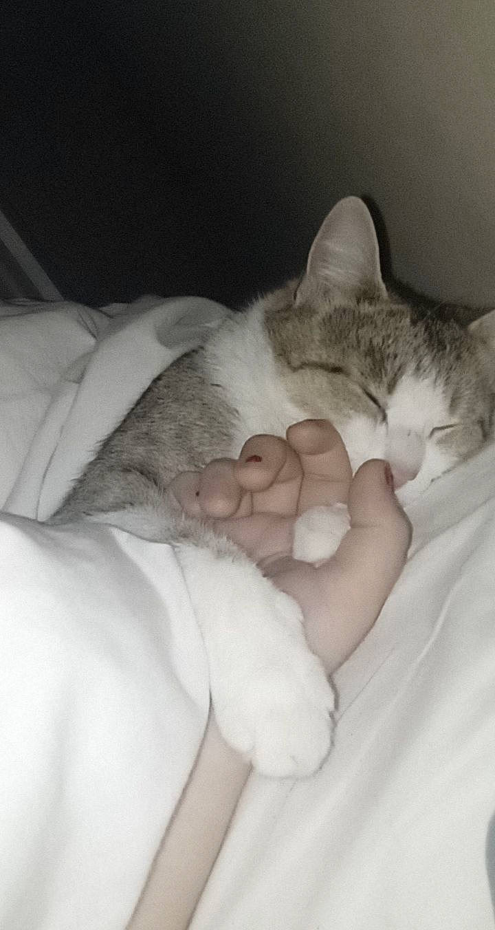 Cléo participe au concours pour gagner de l'argent avec cette photo : bed, bedding, bedtime, carnivore, cat, cat_bed, comfort, domestic_short_haired_cat, felidae, foot, fur, gesture, grey, linens, nap, paw, sleep, small_to_medium_sized_cats, snout, whiskers