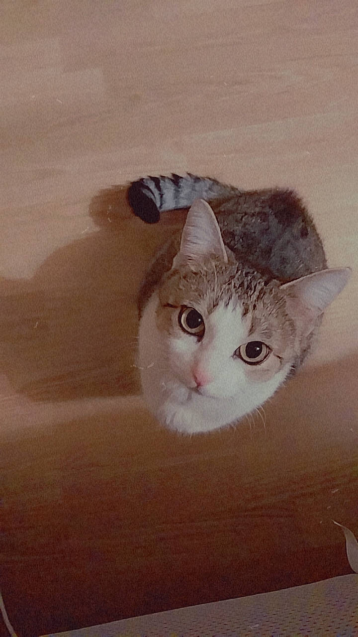 Cléo a rejoint le concours — aidez-le/la à gagner de superbes lots ! art, carnivore, cat, domestic_short_haired_cat, ear, eye, fawn, felidae, fur, head, human_body, iris, paw, photo_caption, small_to_medium_sized_cats, snout, tail, whiskers, window, wood