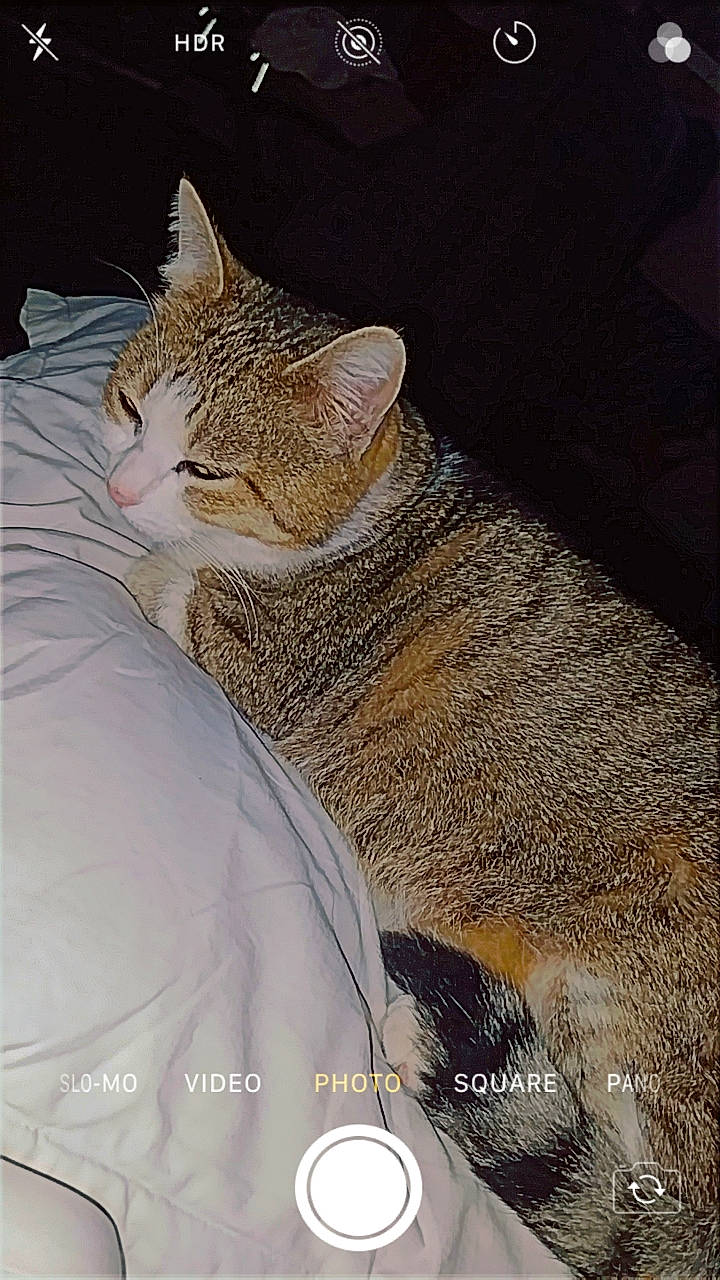 Cléo a rejoint le concours — aidez-le/la à gagner de superbes lots ! carnivore, cat, claw, comfort, domestic_short_haired_cat, fashion_accessory, fawn, felidae, fur, linens, paw, sitting, small_to_medium_sized_cats, snout, tail, whiskers, window