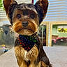 animal, bandana, black_fur, blinds, brown_fur, cute, dog, domestic_animal, ears, face, fur, groomed, indoor, pet, portrait, sitting, small_dog, table, window, yorkshire_terrier