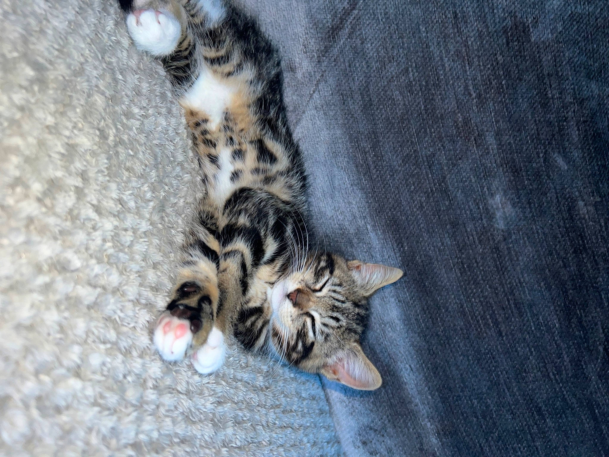 Harper is registered to the contest to win money with this photo: carnivore, cat, claw, domestic_short_haired_cat, eye, felidae, foot, fur, nap, organism, pattern, paw, sleep, small_to_medium_sized_cats, snout, tail, terrestrial_animal, whiskers, wildlife, wood