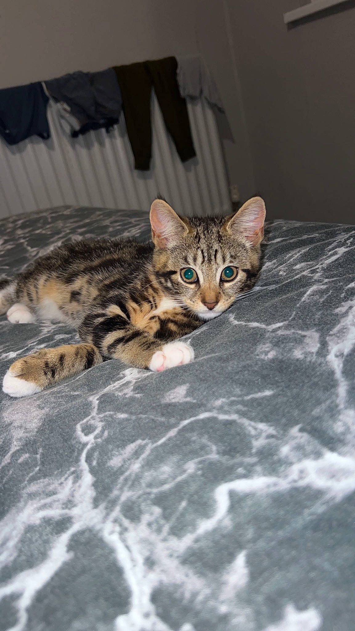 Harper joined the competition — help win amazing prizes! carnivore, cat, comfort, felidae, fur, small_to_medium_sized_cats, snout, terrestrial_animal, whiskers, wildlife