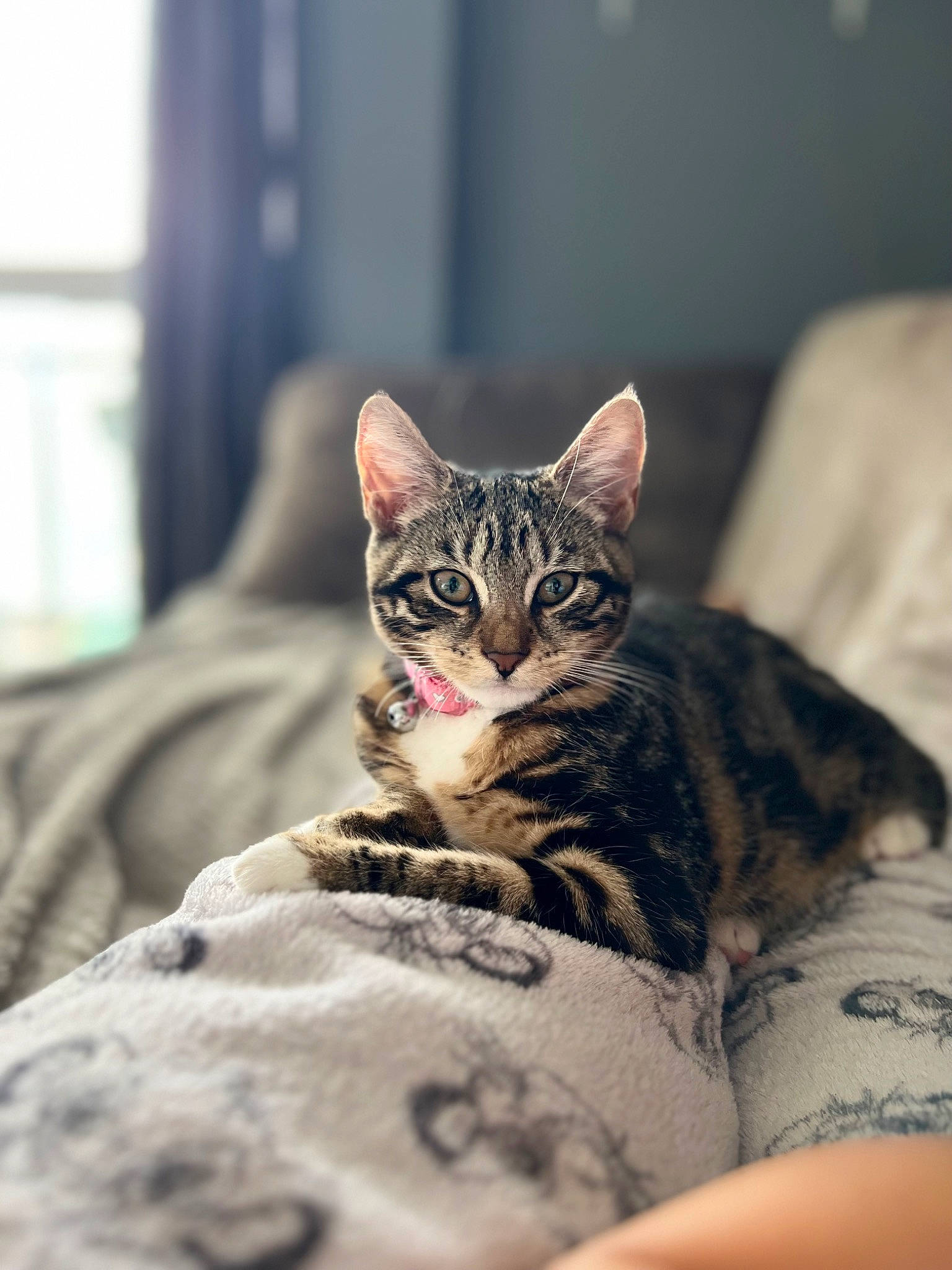 Harper joined the competition — help win amazing prizes! carnivore, cat, comfort, domestic_short_haired_cat, eye, felidae, fur, sitting, small_to_medium_sized_cats, snout, tree, whiskers, wildlife