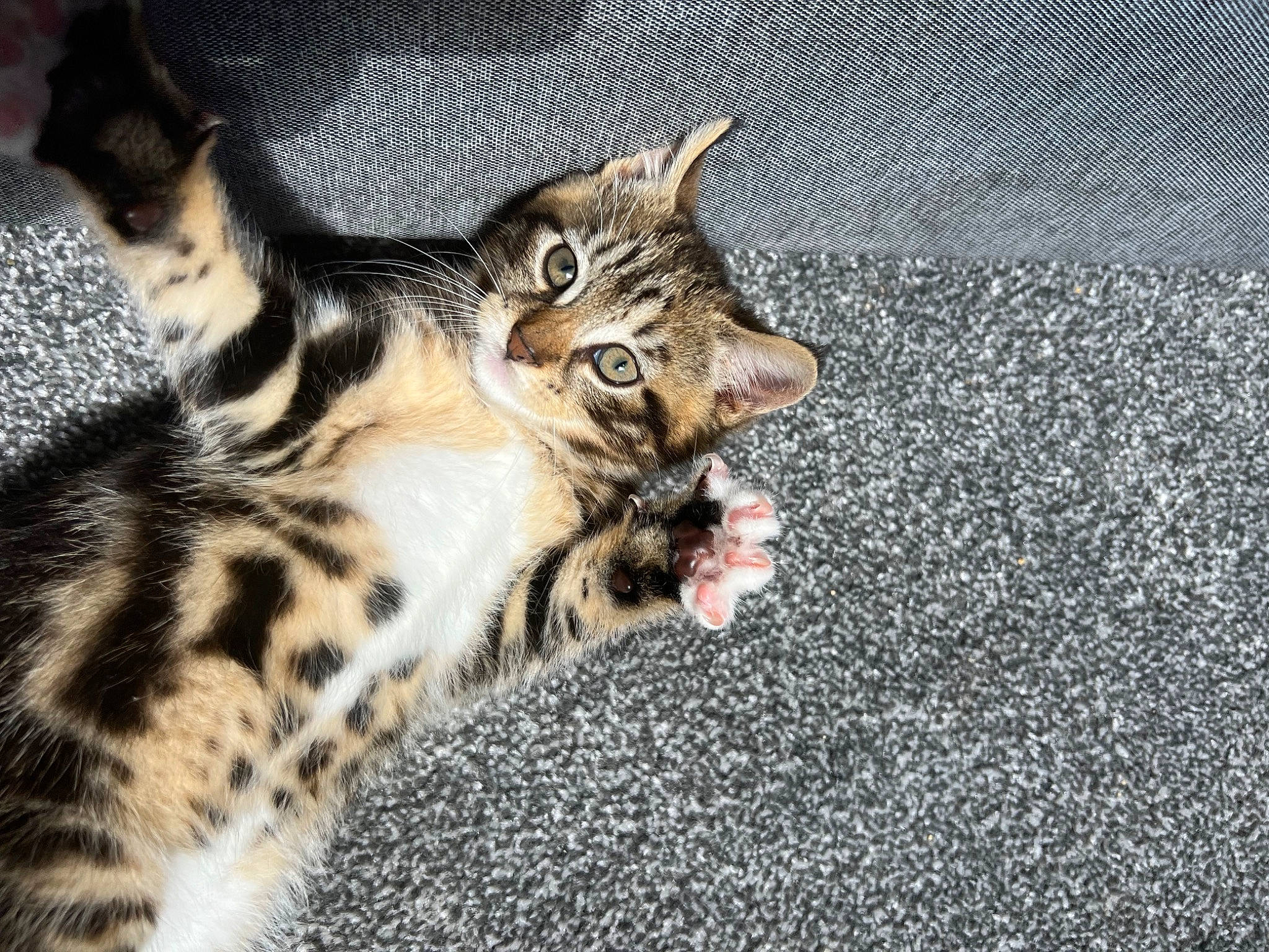 Harper is registered to the contest to win money with this photo: asphalt, big_cats, carnivore, cat, claw, domestic_short_haired_cat, eye, fawn, felidae, foot, fur, human_body, ocelot, paw, road_surface, small_to_medium_sized_cats, snout, tail, terrestrial_animal, whiskers