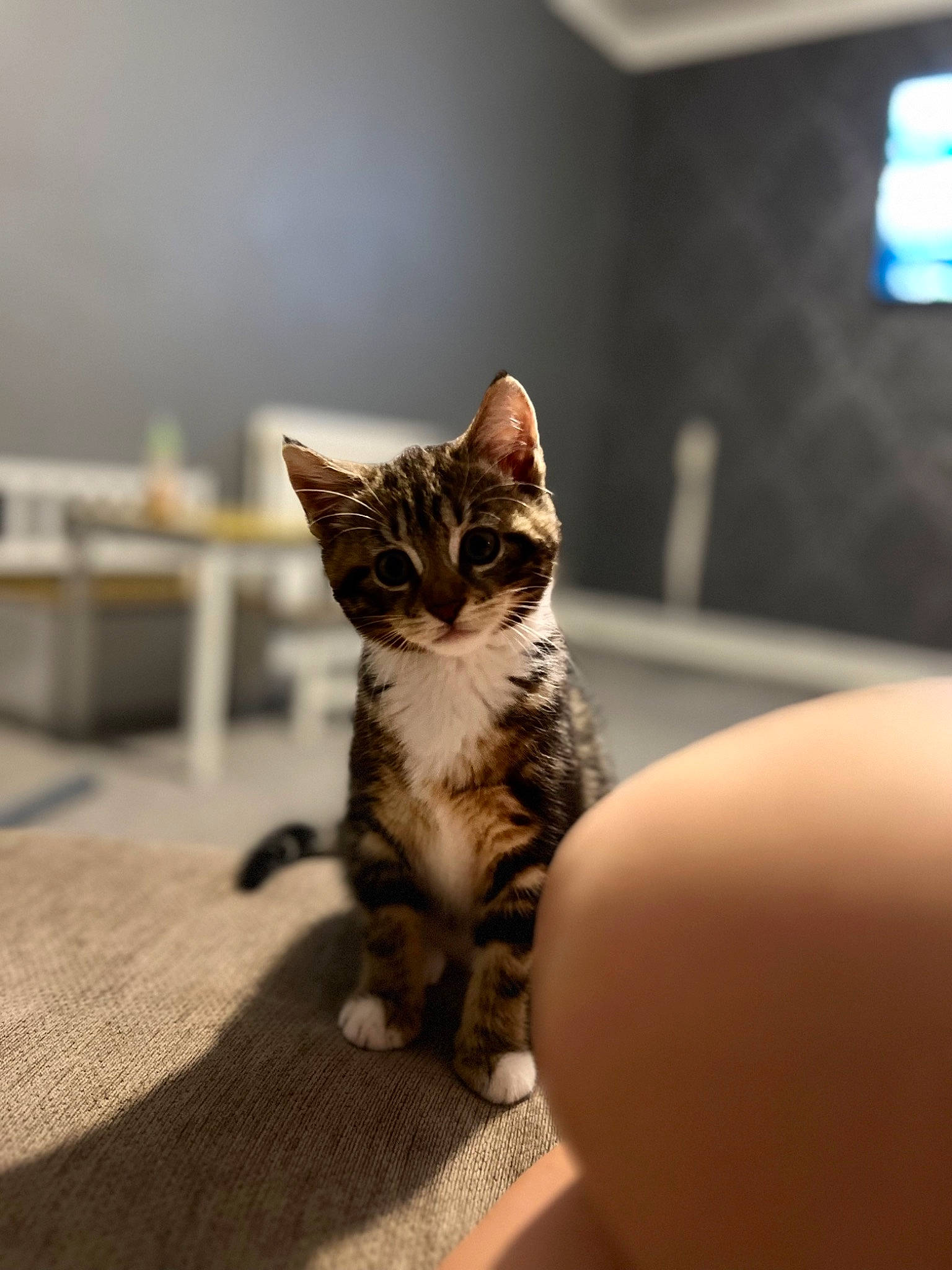 Harper joined the competition — help win amazing prizes! carnivore, cat, claw, comfort, domestic_short_haired_cat, eye, felidae, fur, grey, paw, sitting, small_to_medium_sized_cats, snout, tail, television, tree, whiskers, wildlife, window, wood