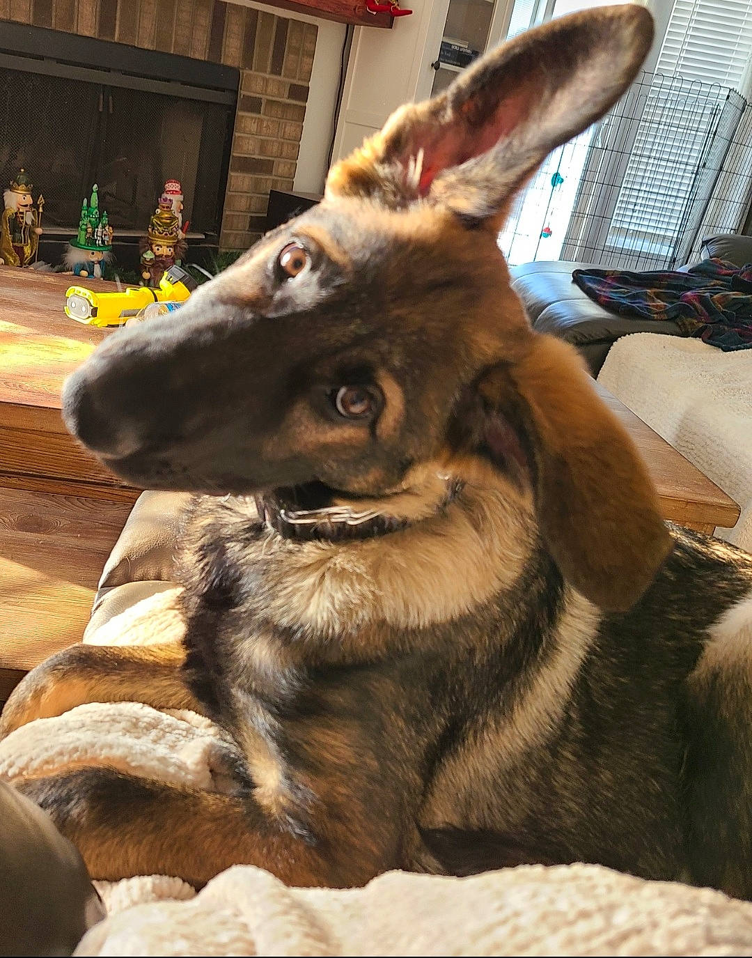 Sirius is registered to the contest to win money with this photo: canidae, canis, carnivore, collar, companion_dog, dog, dog_breed, door, east_european_shepherd, fur, german_shepherd_dog, guard_dog, herding_dog, king_shepherd, old_german_shepherd_dog, snout, sporting_group, whiskers, working_animal, working_dog