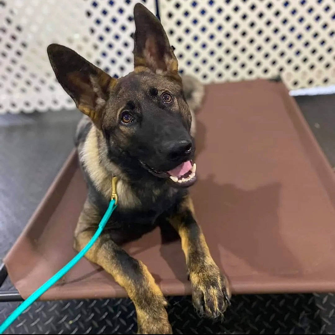 Sirius is registered to the contest to win money with this photo: biting, canidae, carnivore, collar, companion_dog, dog, dog_breed, dog_collar, dog_supply, fawn, guard_dog, herding_dog, paw, pet_supply, snout, sporting_group, terrestrial_animal, whiskers, working_animal, working_dog