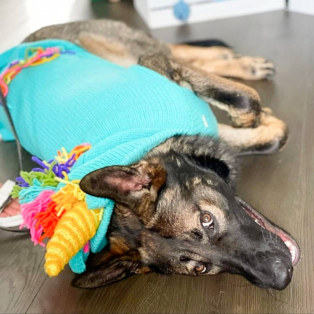 Sirius is registered to the contest to win money with this photo: bag, canidae, carnivore, claw, collar, companion_dog, dog, dog_breed, dog_supply, fashion_accessory, fawn, flooring, fur, german_shepherd_dog, linens, paw, snout, sporting_group, working_animal, working_dog