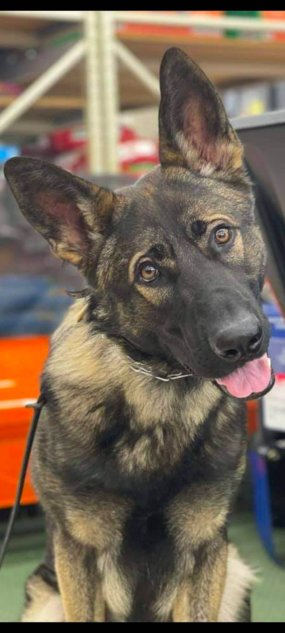 Sirius joined the competition — help win amazing prizes! canidae, carnivore, collar, companion_dog, dog, dog_breed, dog_collar, east_european_shepherd, eye, fur, herding_dog, jaw, king_shepherd, law_enforcement, pet_supply, snout, sporting_group, whiskers, working_animal, working_dog