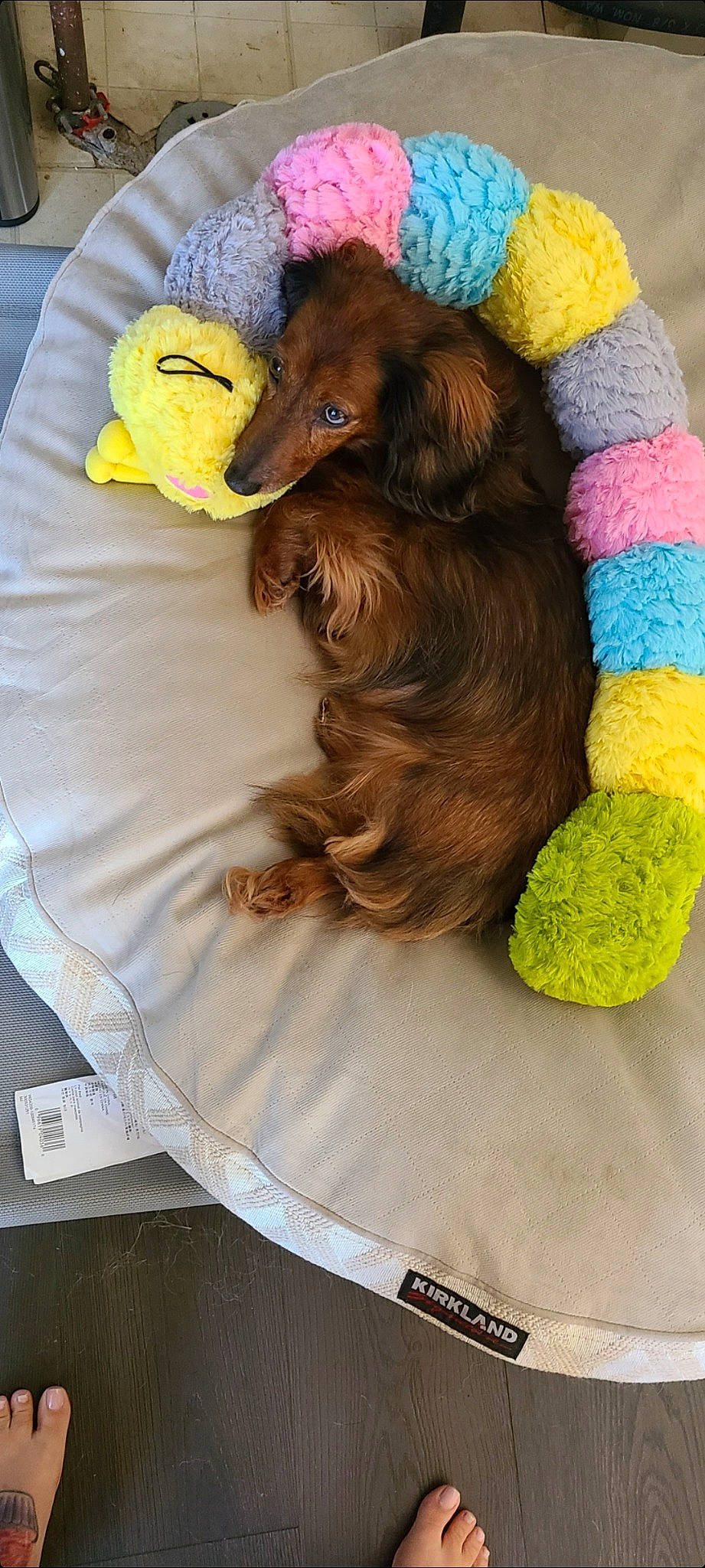 Bentley joined the competition — help win amazing prizes! canidae, carnivore, comfort, companion_dog, dog, dog_breed, dog_clothes, dog_supply, dog_toy, fawn, fur, liver, pet_supply, plush, sporting_group, stuffed_toy, textile, toy, toy_dog, working_animal