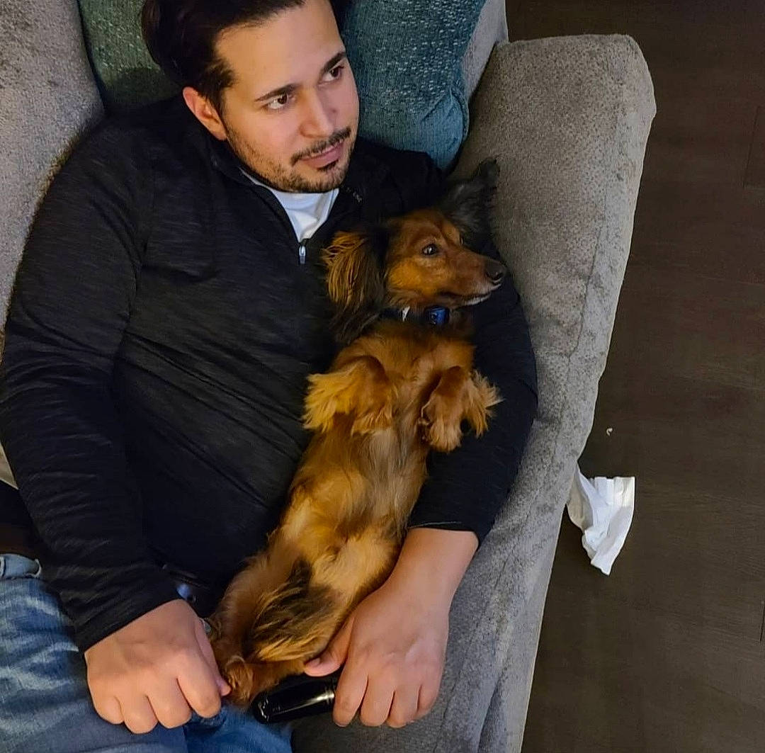 Bentley joined the competition — help win amazing prizes! beard, canidae, carnivore, comfort, companion_dog, couch, dog, dog_breed, fawn, fur, hat, lap, puppy, puppy_love, sitting, sporting_group, toy_dog