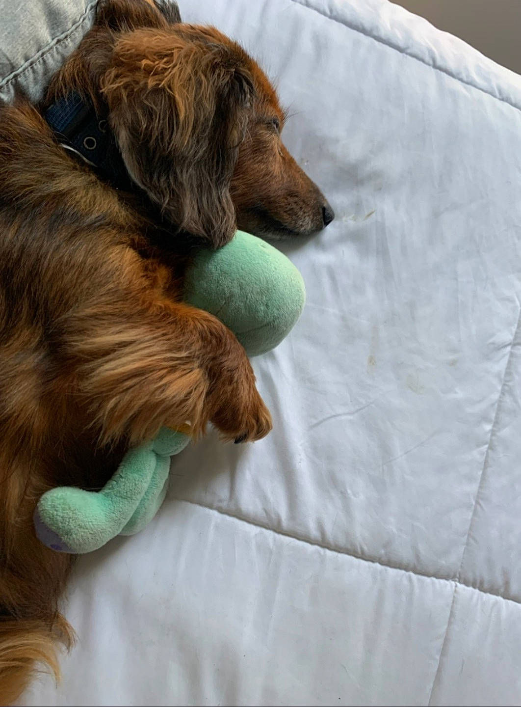 Bentley is registered to the contest to win money with this photo: canidae, carnivore, comfort, companion_dog, dog, dog_breed, dog_supply, dog_toy, fur, gun_dog, linens, liver, paw, recreation, retriever, snout, spaniel, sporting_group, tennis_ball, working_animal