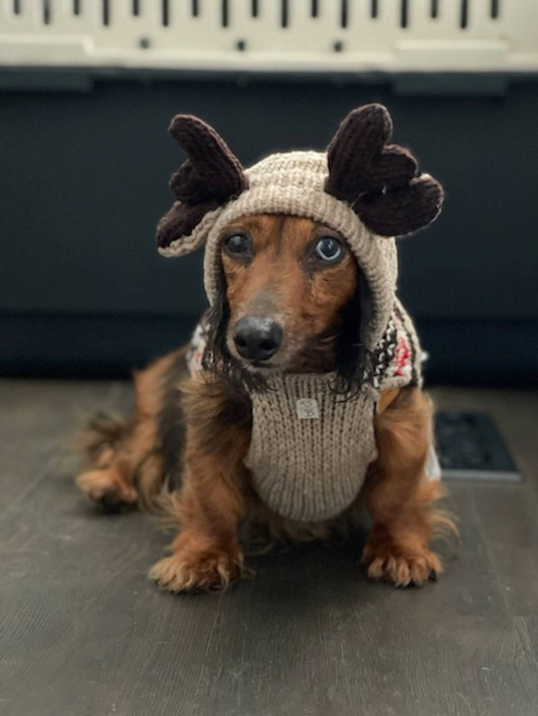 Bentley joined the competition — help win amazing prizes! art, canidae, carnivore, companion_dog, dog, dog_breed, dog_clothes, dog_supply, eye, fawn, fur, paw, snout, sporting_group, street_dog, terrestrial_animal, toy, toy_dog, whiskers, working_animal
